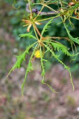 Aesculus hippocastanum 'Laciniata' - jírovec maďal - list jaro 1 (40)